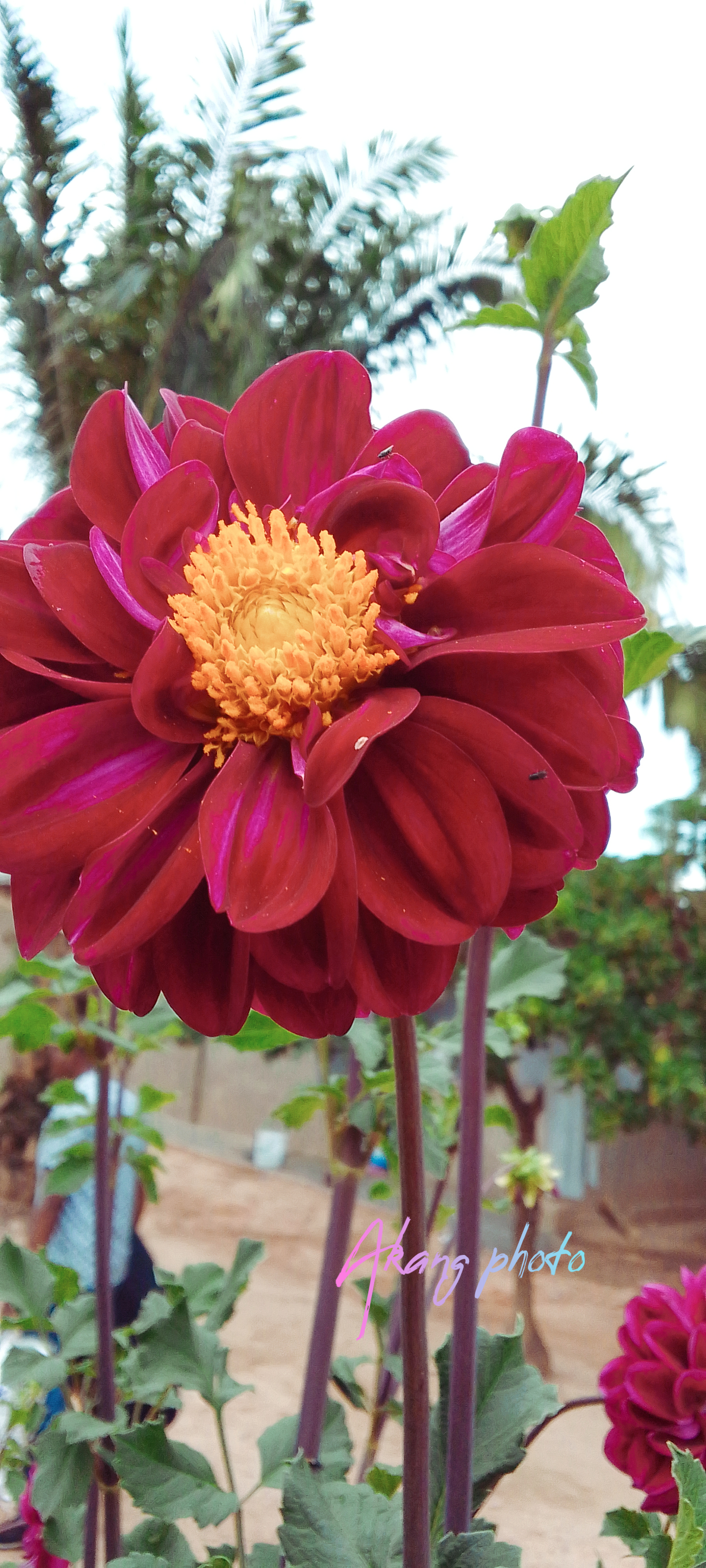 Image principale du post intitulé Voile d'ombre