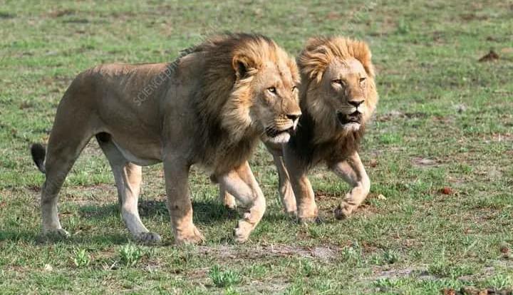 Image principale du post intitulé Les lions à L'shi : Entre blagues et « peurs irrationnelles des animaux ! »
