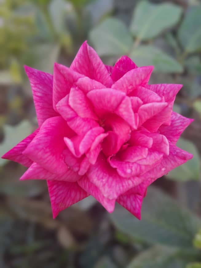 Image principale du post intitulé Bien-aimé