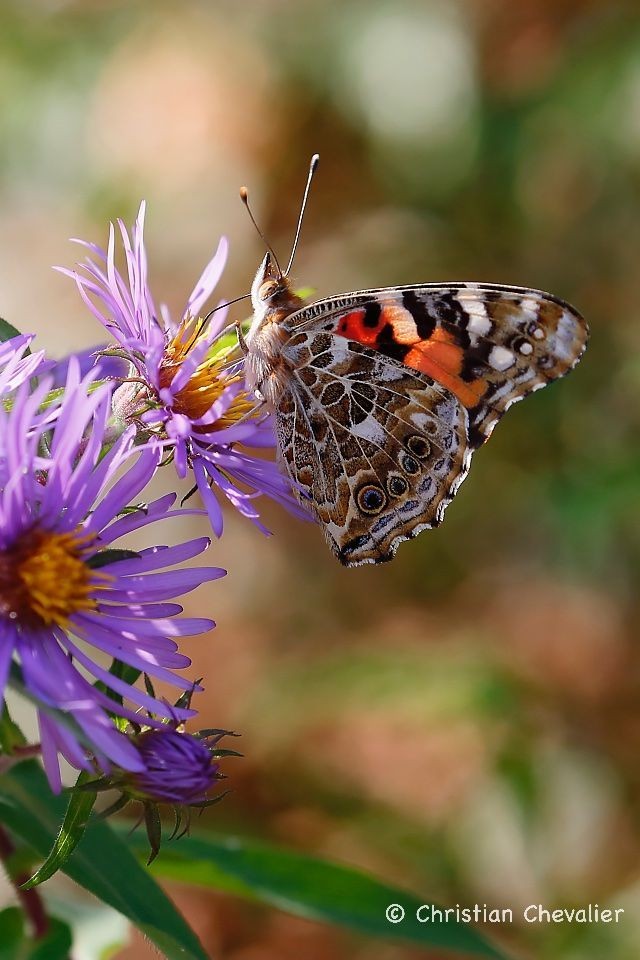 Image du post Le papillon